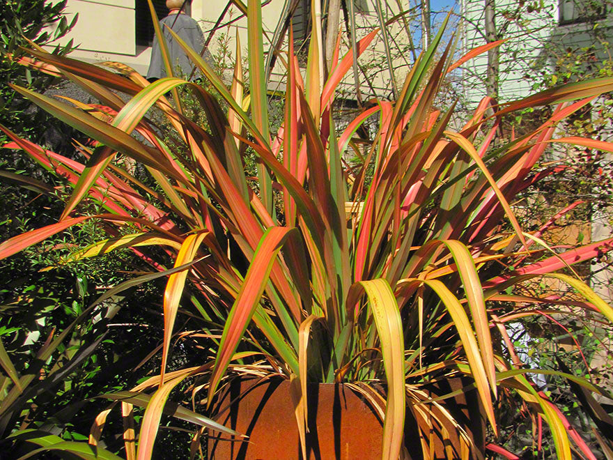 5x Phormium Jester - $12.99 each
