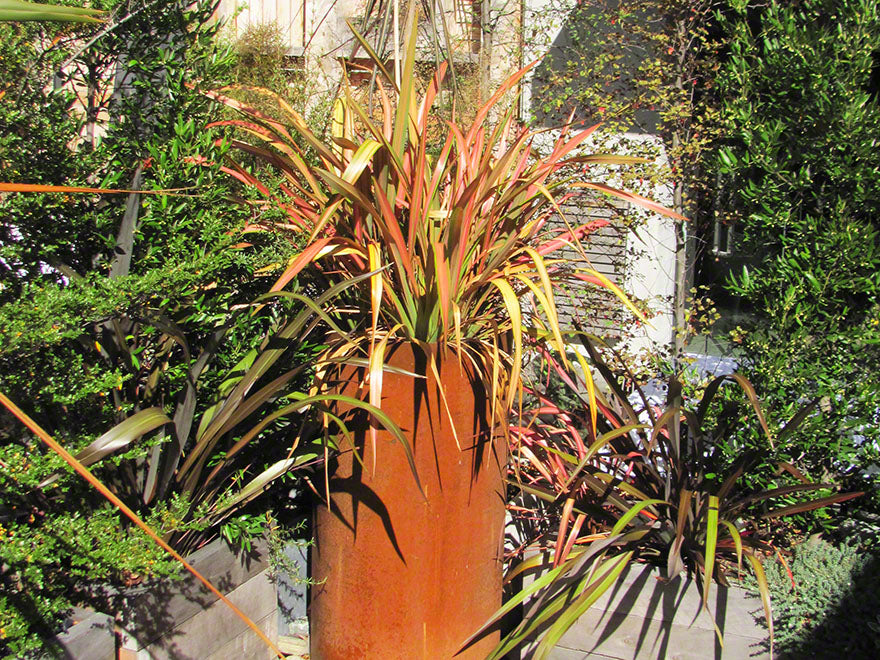 5x Phormium Jester - $12.99 each