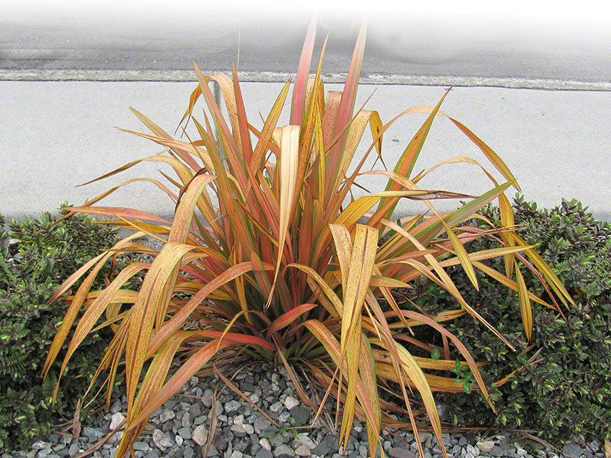 5x Phormium Jester - $12.99 each