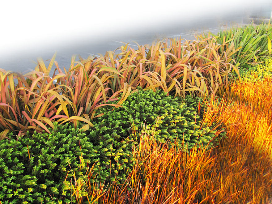 5x Phormium Jester - $12.99 each