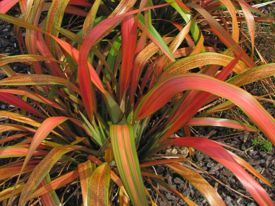 5x Phormium Jester - $12.99 each