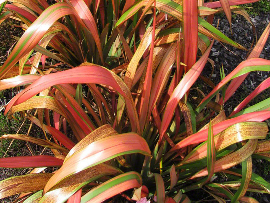 5x Phormium Jester - $12.99 each