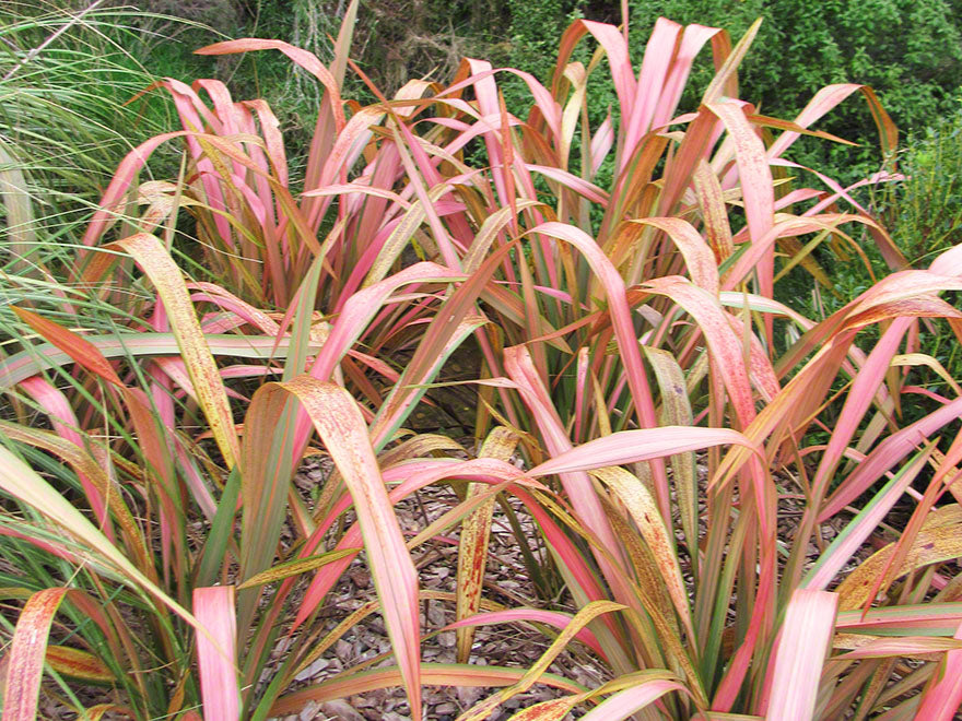 5x Phormium Jester - $12.99 each