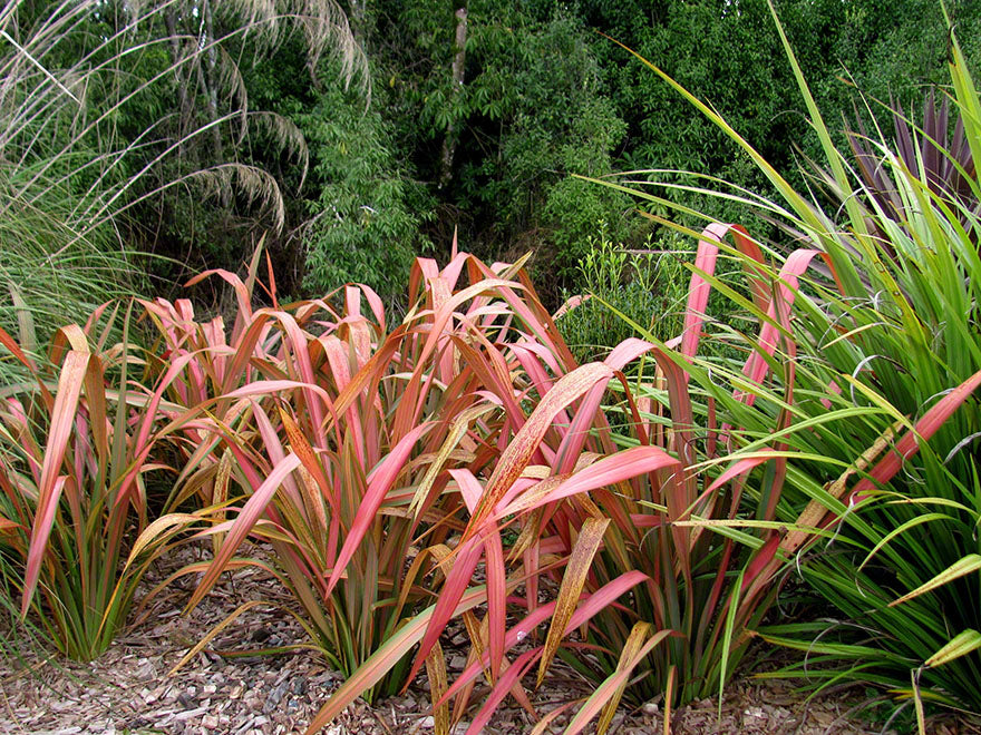 5x Phormium Jester - $12.99 each