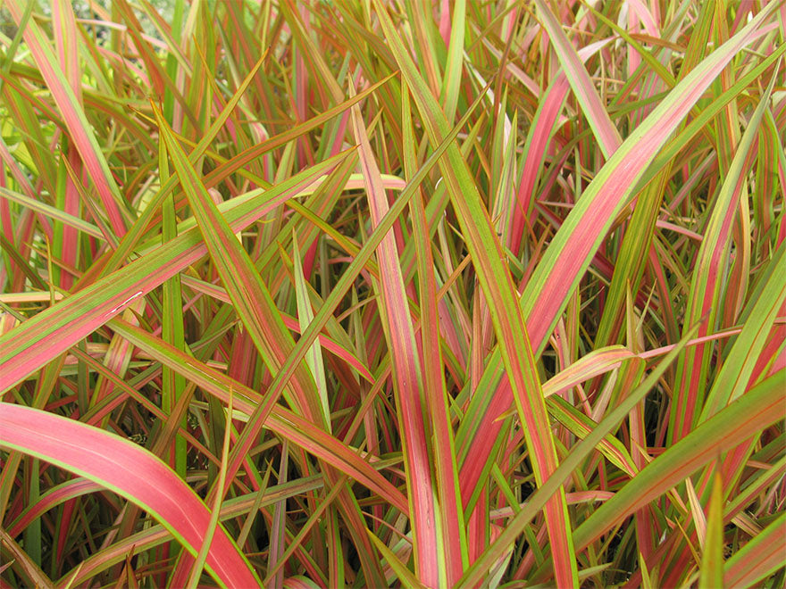 5x Phormium Jester - $12.99 each