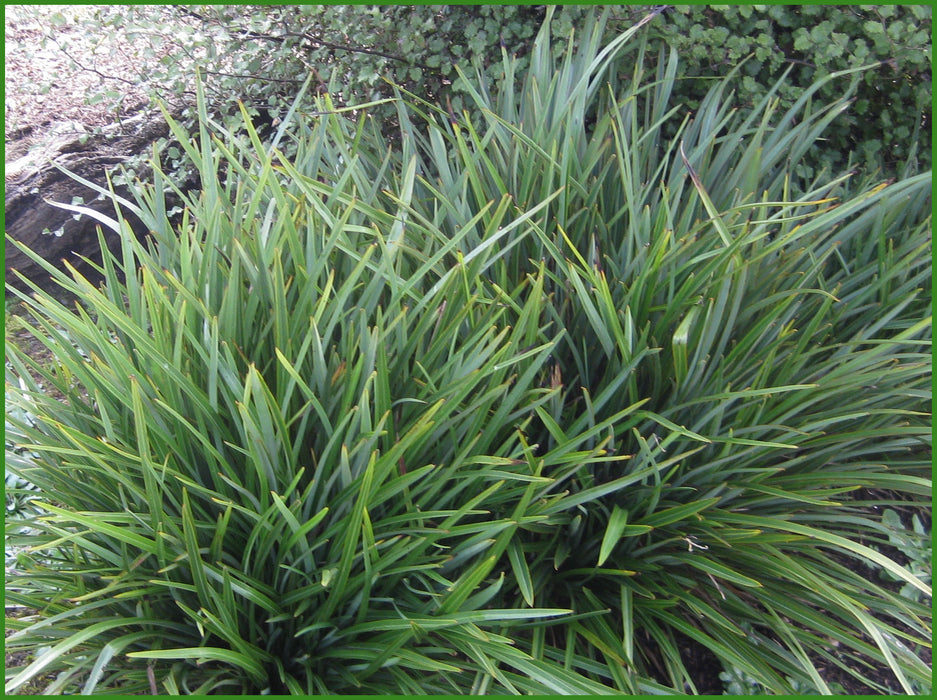100x Phormium Pepe - $9.99 each