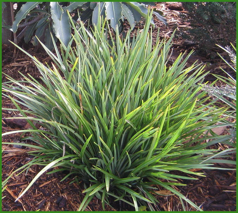 Phormium Pepe