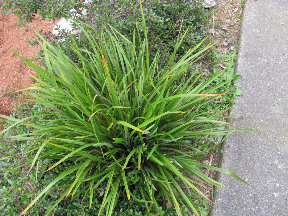 Phormium Pepe