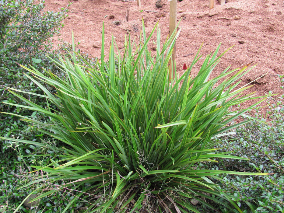 Phormium Pepe