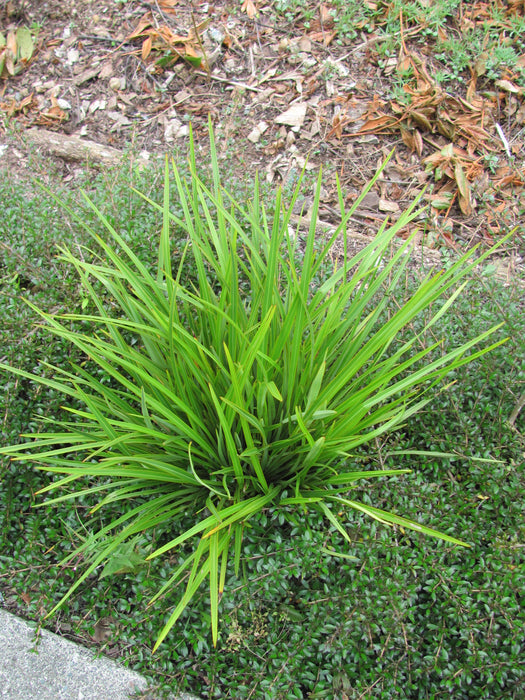 Phormium Pepe