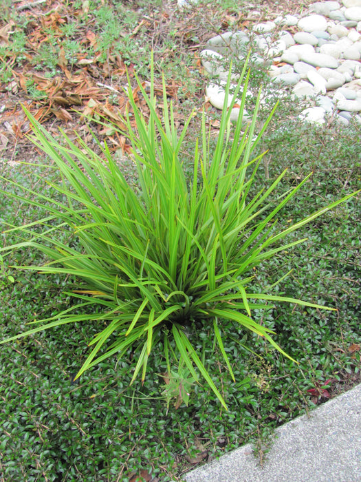 100x Phormium Pepe - $9.99 each