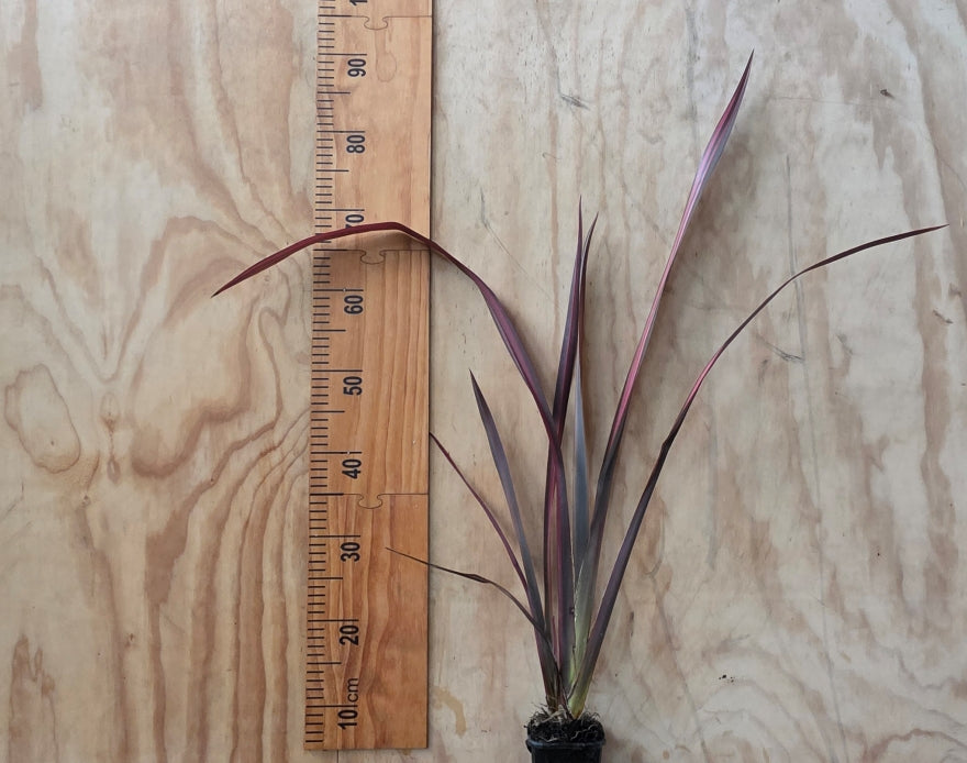 5x Phormium Pink Panther - $12.99 each