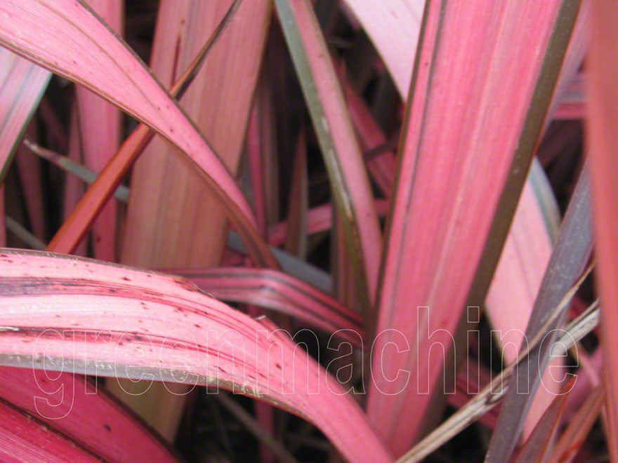 5x Phormium Pink Panther - $12.99 each
