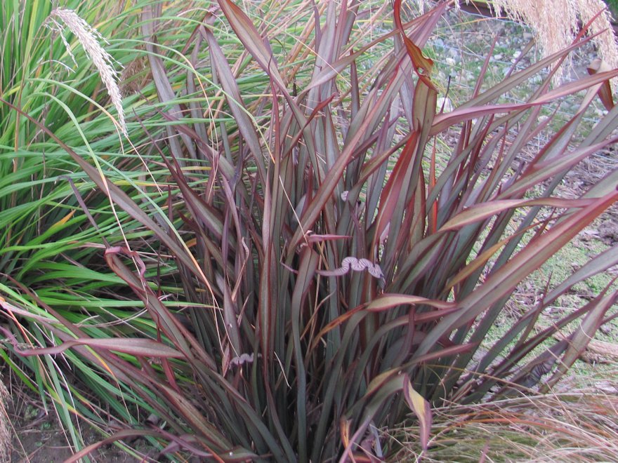 Phormium Surfer Bronze