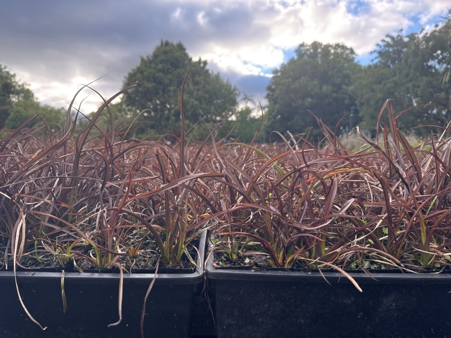 10x Flax Surfer Bronze - $1.99 each