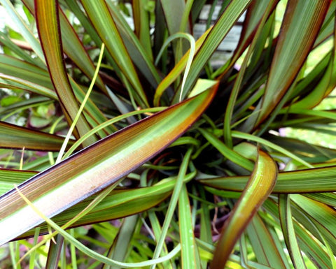 Phormium Jack Spratt