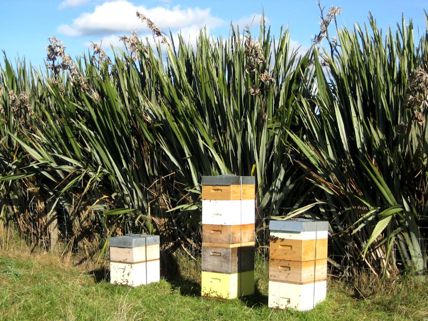 Phormium Tenax Green