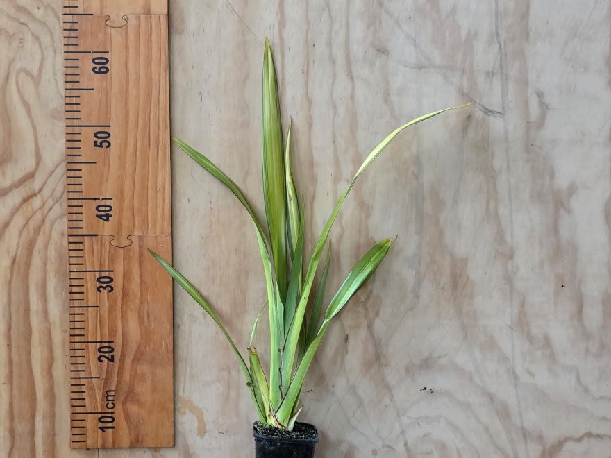 Phormium Yellow Wave