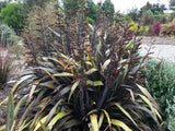 Phormium Black Rage x 10