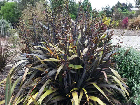 Phormium Black Rage x 10