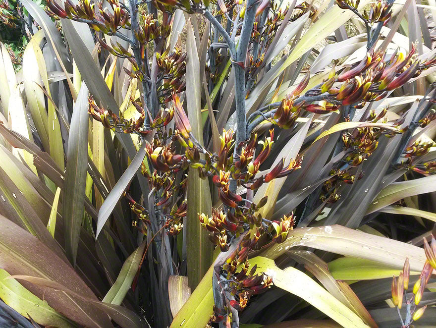 Phormium Black Rage x 10