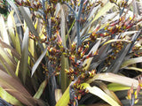 Phormium Black Rage x 10