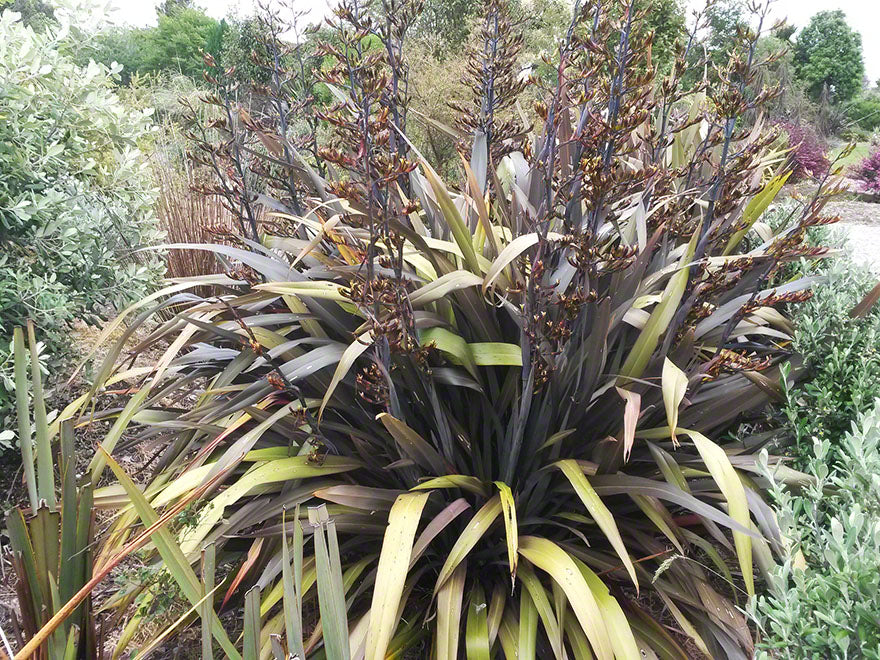 Phormium Black Rage