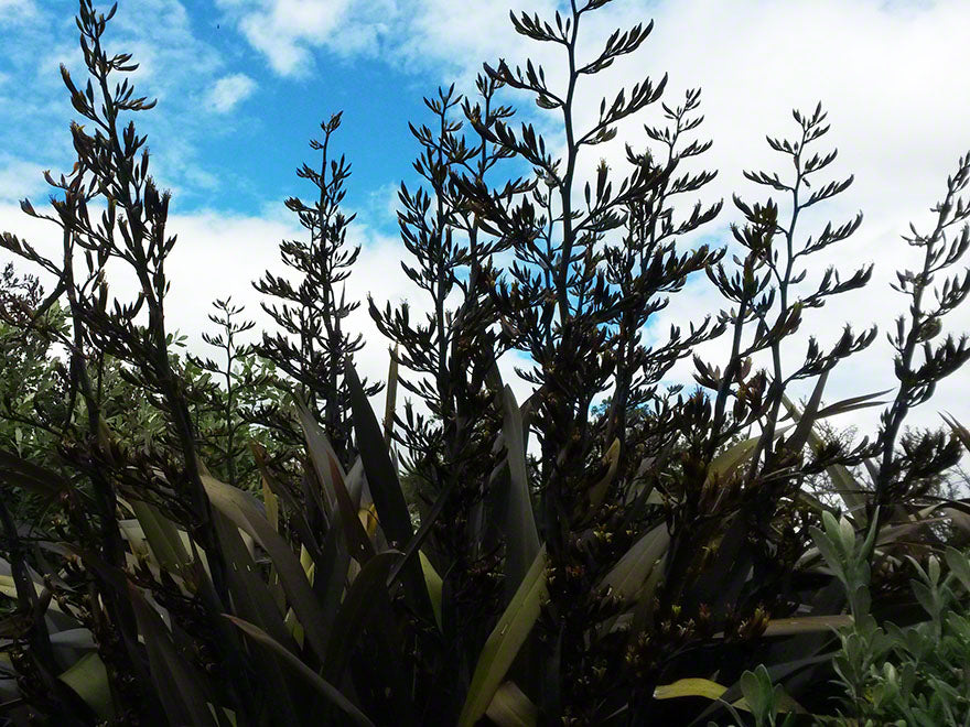 Phormium Black Rage x 10