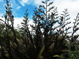 Phormium Black Rage x 10