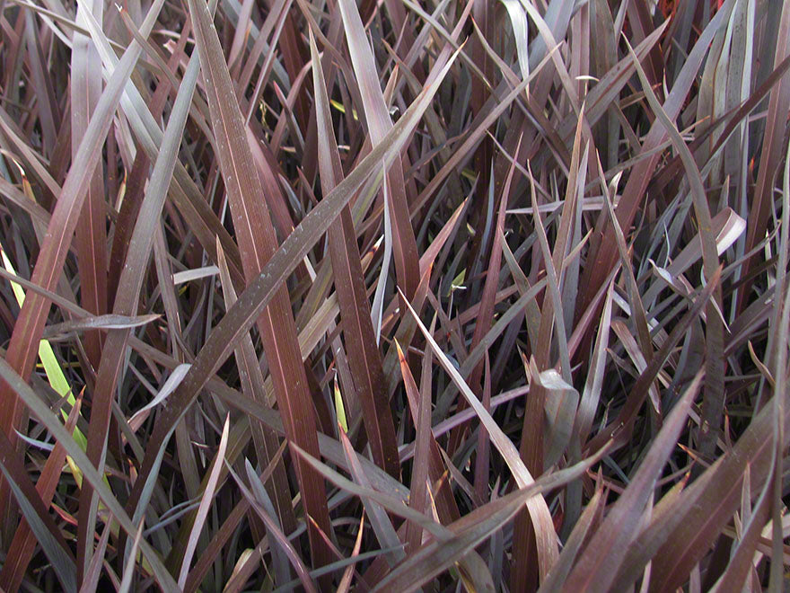Phormium Black Rage
