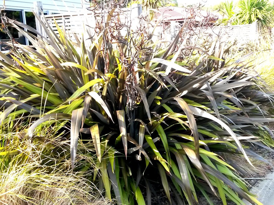Phormium Black Rage