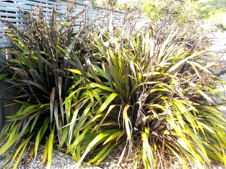 Phormium Black Rage x 10