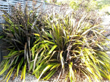 Phormium Black Rage x 10