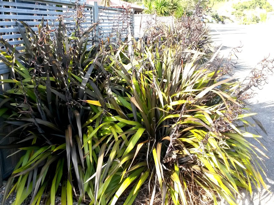 Phormium Black Rage