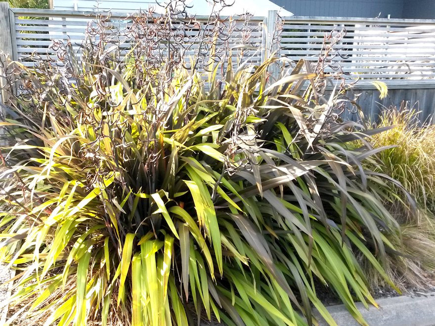Phormium Black Rage