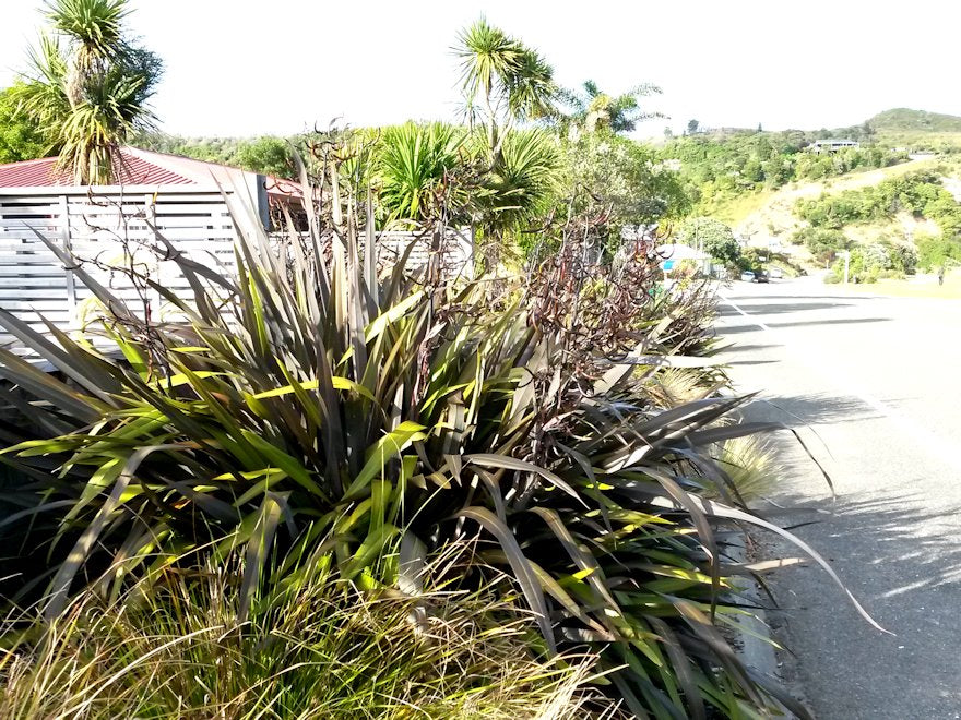 Phormium Black Rage