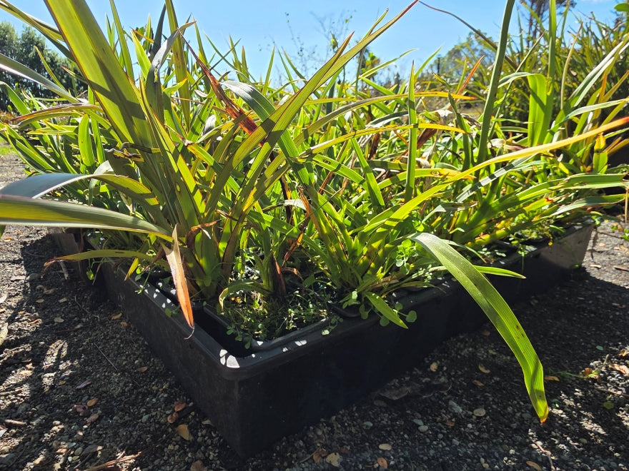 10x Mountain Green Flax - $1.99 each