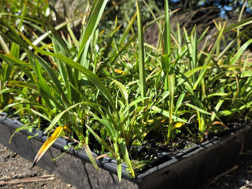 10x Mountain Green Flax - $1.99 each