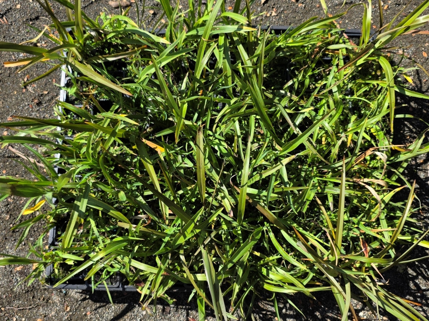 10x Mountain Green Flax - $1.99 each