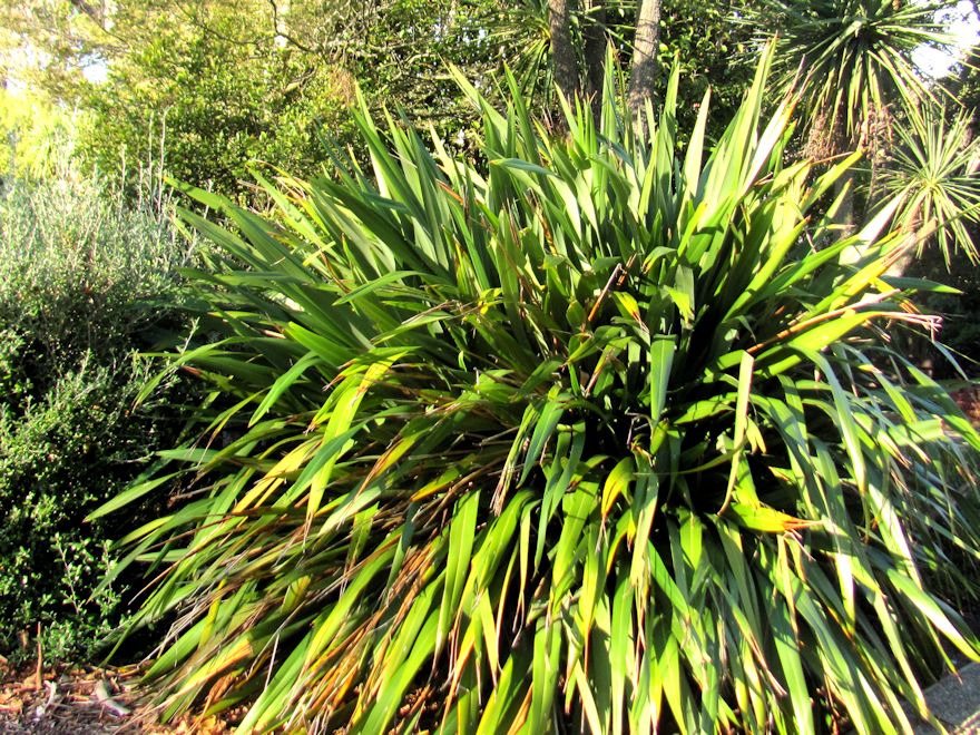 Phormium Cookianum Green