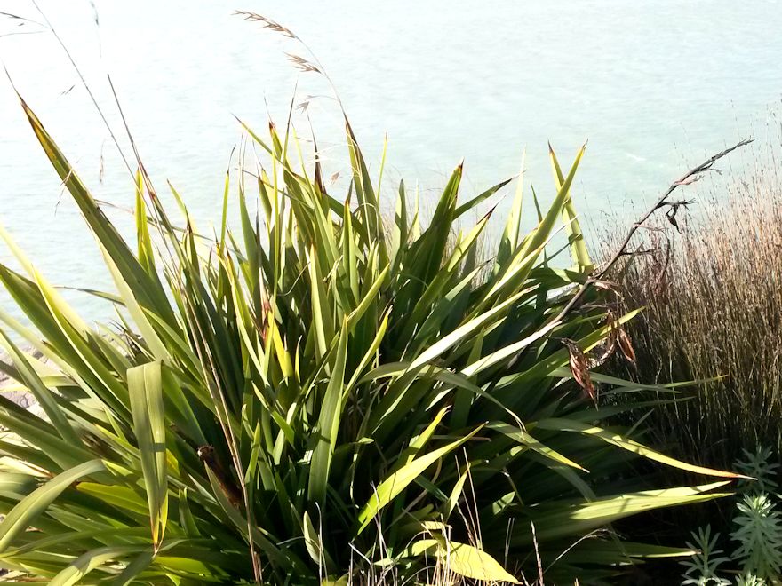 100x Mt Green Flax - $2.99 each