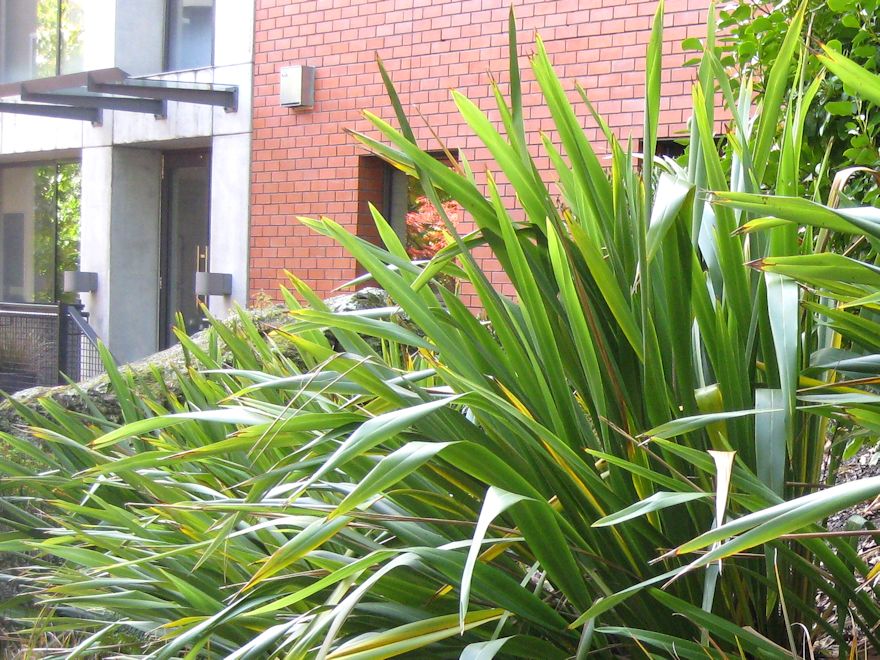 Phormium Cookianum Green