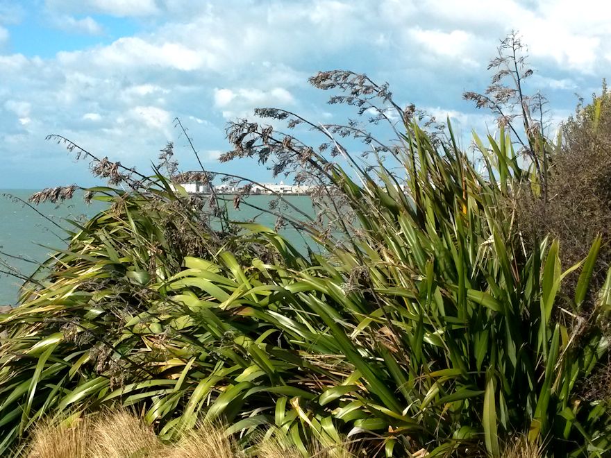 Phormium Cookianum Green