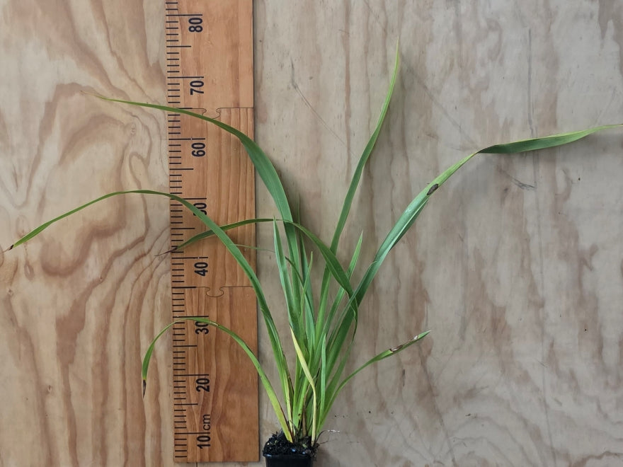 Phormium Cookianum Green