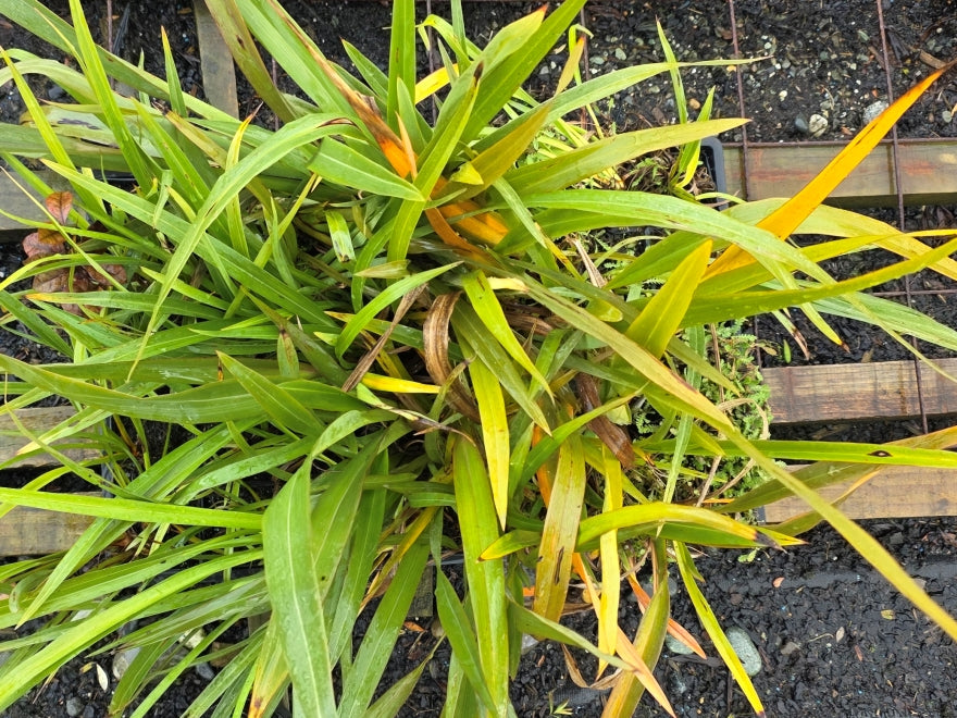 10x Mountain Green Flax - $1.99 each