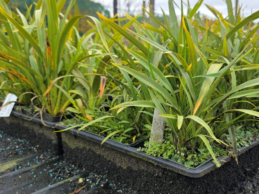 10x Mountain Green Flax - $1.99 each