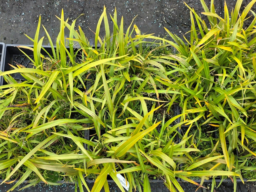 10x Mountain Green Flax - $1.99 each