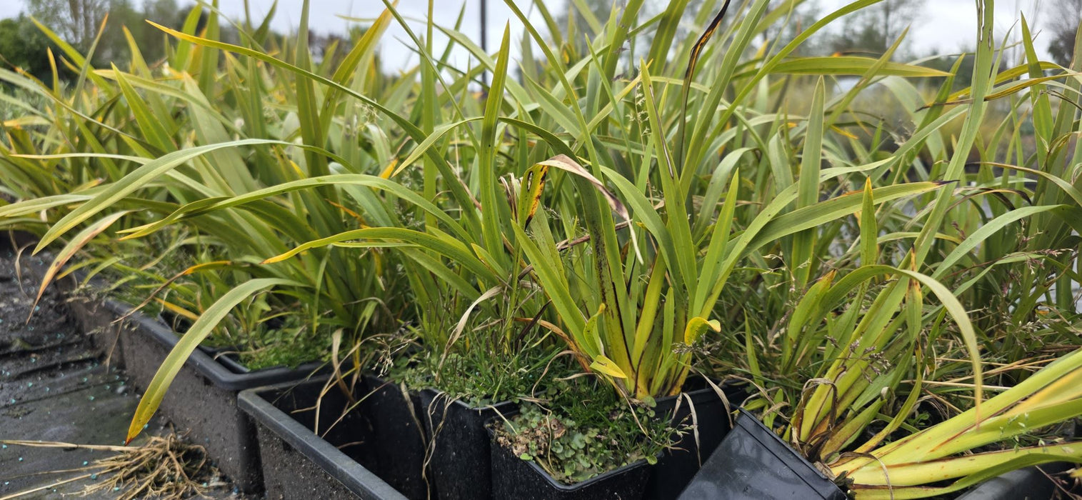 10x Mountain Green Flax - $1.99 each