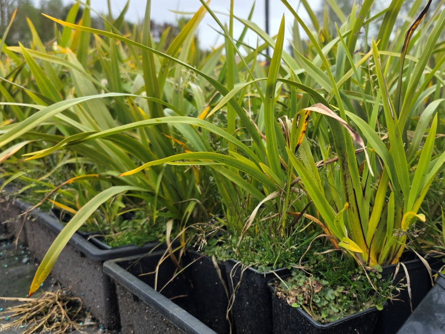 10x Mountain Green Flax - $1.99 each