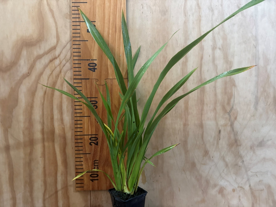 25x Mt Green Flax - $2.99 each
